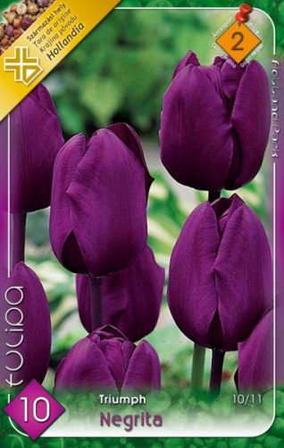 Negrita tulipán hagyma (10 db/csomag)