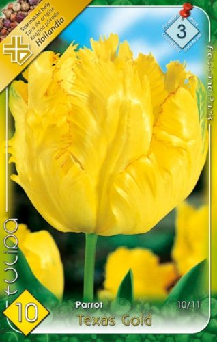 Texas Gold tulipán hagyma (10db/csomag)