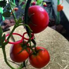 Nortene -Tomatoclip növénykapocs piros 6,2 cm