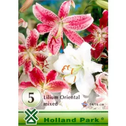 Liliom hagyma oriental színkeverék 5db-os