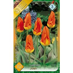 Juan tulipán hagyma (7 db/csomag)