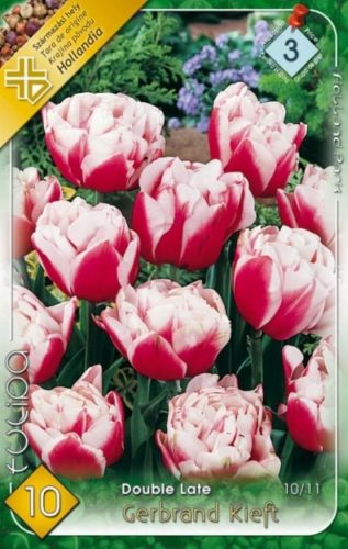 Gerbrand Kieft tulipán hagyma  (10 db/csomag)