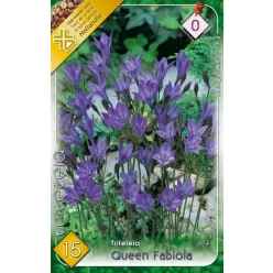 Queen Fabiola - kék csillaghagyma 15db/cs