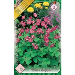 Oxalis Deppei - Négylevelű lóhere 15db/cs