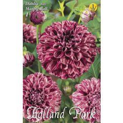 Marble Ball dália gumó