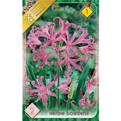 Nerine bowdenii - Csillogó pirosliliom 2db/cs