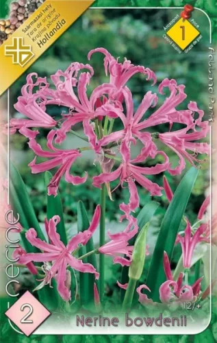 Nerine bowdenii - Csillogó pirosliliom 2db/cs