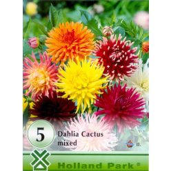 Mixed- kaktusz dália gumó