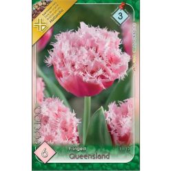 Queensland tulipán hagyma (6 db/csomag)