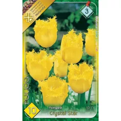 Crystal Star tulipán hagyma (8 db/csomag)