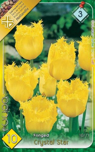 Crystal Star tulipán hagyma (10db/csomag)