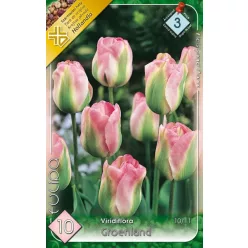 Groenland tulipán hagyma (7 db/csomag)