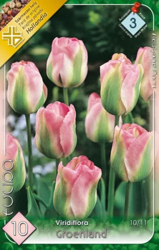 Groenland tulipán hagyma (7 db/csomag)
