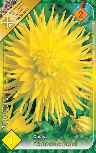 Kennemerland - kaktusz dália gumó 1 db