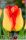 American Dream tulipán hagyma (6 db/csomag)