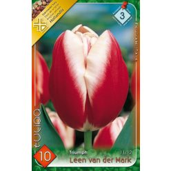 Leen van der Mark tulipán hagyma (6 db/csomag)
