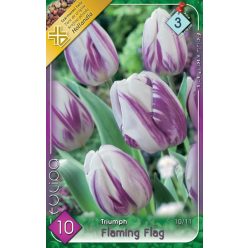 Flaming Flag tulipán hagyma (6 db/csomag)
