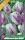 Flaming Flag tulipán hagyma (6 db/csomag)