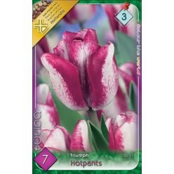 Hotpants tulipán hagyma (7 db/csomag)