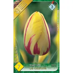 La Courtine tulipán hagyma (7 db/csomag)