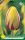 La Courtine tulipán hagyma (7 db/csomag)