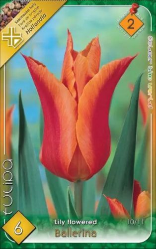 Ballerina tulipán hagyma (6 db/csomag)"