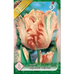 Apricot Parrot tulipán hagyma (10 db/csomag)