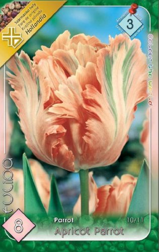 Apricot Parrot tulipán hagyma (10 db/csomag)