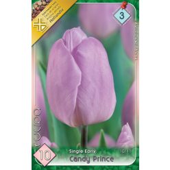 Candy Prince tulipán hagyma (10 db/csomag)