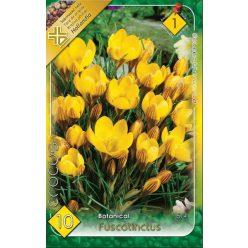 Fuscotinctus botanikai krókusz hagyma (10 db/csomag)