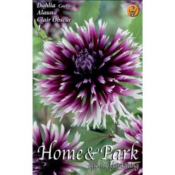 Alauna Clair Obscure kaktusz dália gumó 1db/cs