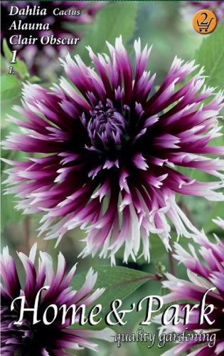 Alauna Clair Obscure kaktusz dália gumó 1db/cs