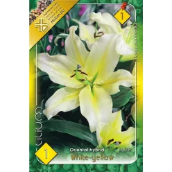 Lilium Oriental white-yellow liliom virághagyma 1db/cs