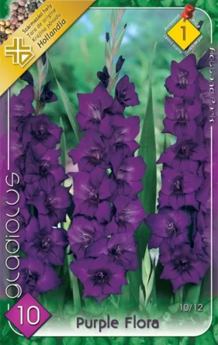 Purple Flora kardvirág hagyma 10db/cs