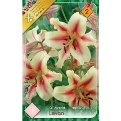 Lavon liliomfa (óriás liliom) hagyma
