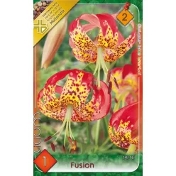 Fusion liliom hagyma