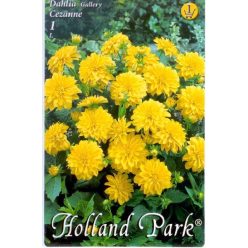 Cezanne törpe dália gumó