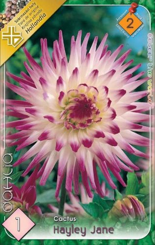 Hayley Jane kaktusz dália gumó 1db/cs