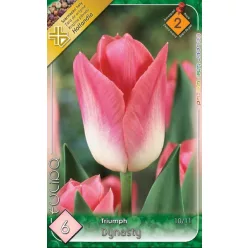 Dynasty tulipán hagyma (6 db/csomag)