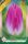 Dynasty tulipán hagyma (6 db/csomag)