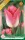 Dynasty tulipán hagyma (6 db/csomag)