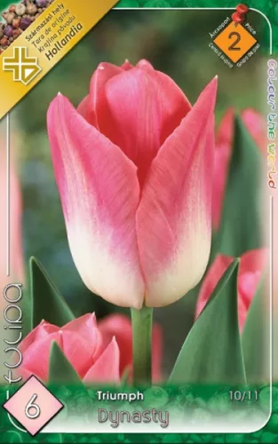 Dynasty tulipán hagyma (6 db/csomag)