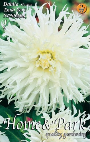 Tsuki Yori No Shisha kaktusz dália gumó 1db/cs