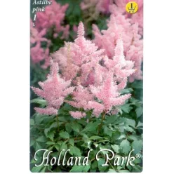 Astilbe pink - Kerti tollbuga 1 db/cs