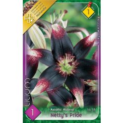 Netty's Pride liliom hagyma