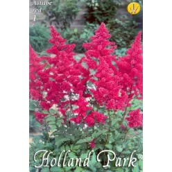 Astilbe red - Kerti tollbuga 1 db/cs