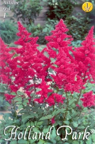Astilbe red - Kerti tollbuga 1 db/cs
