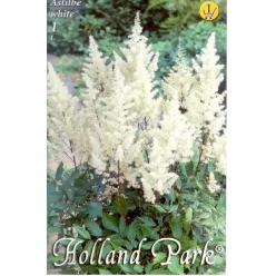 Astilbe white - Fehér kerti tollbuga 1 db/cs