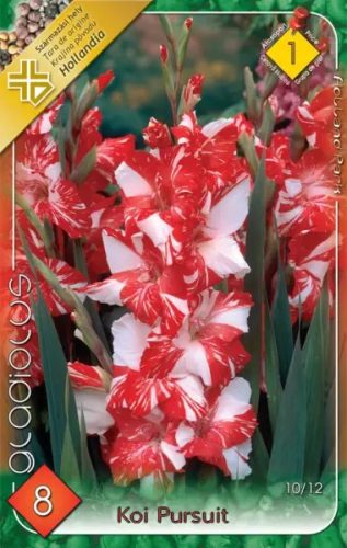 Koi Pursuit kardvirág hagyma