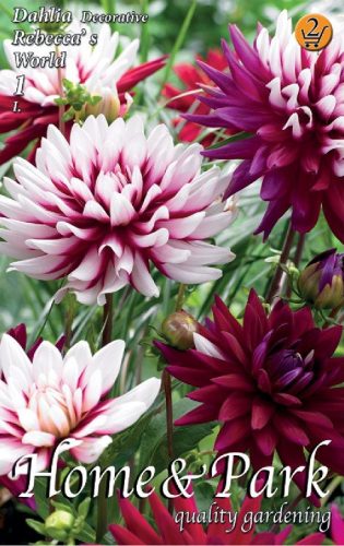 Rebecca's World dekoratív dália gumó 1db